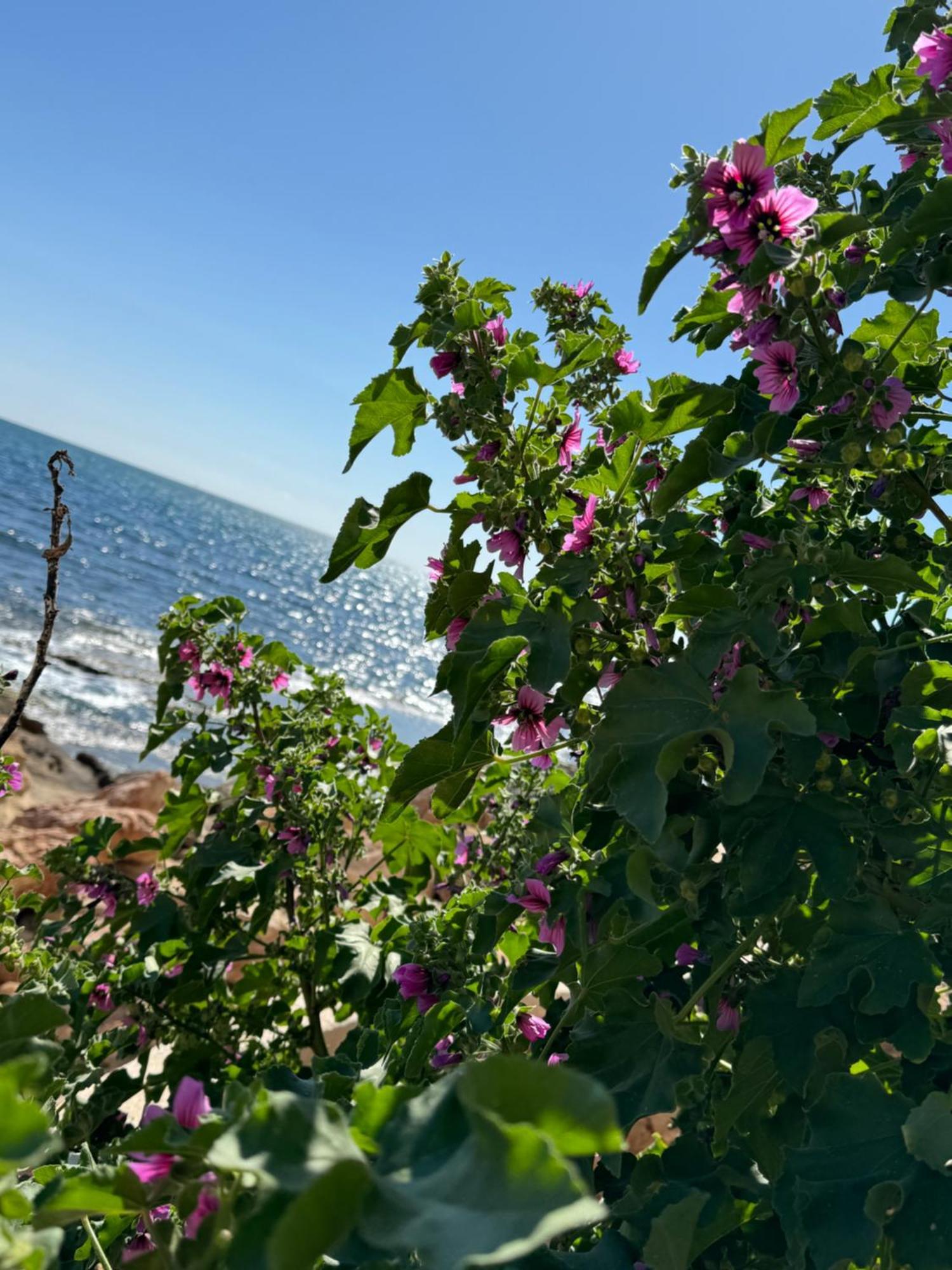 Appartamento Viola Torrevieja